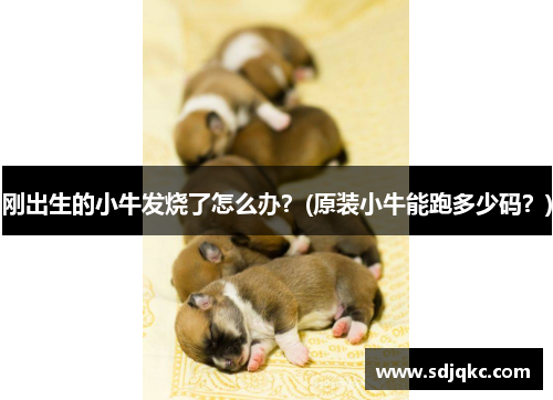 刚出生的小牛发烧了怎么办？(原装小牛能跑多少码？)